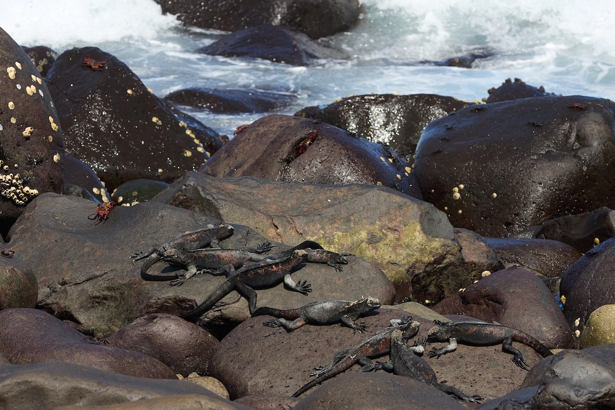 Española Marine Iguana - ML638751640