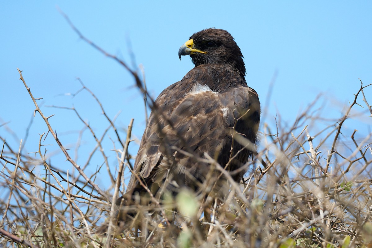 Galapagos Hawk - ML638751657