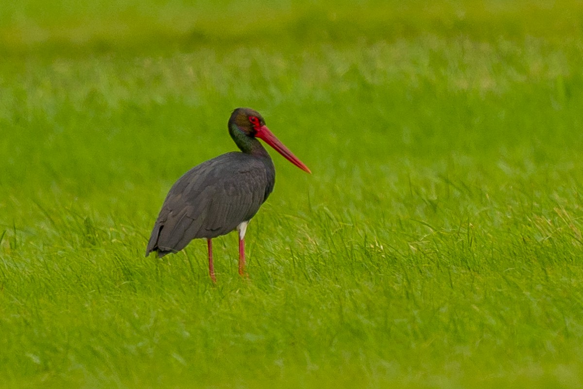 svartstork - ML638751735