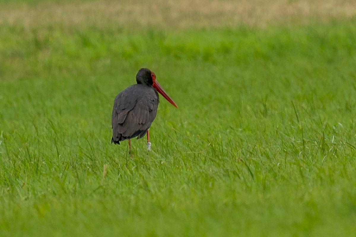 Black Stork - ML638751736
