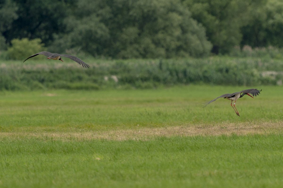 Black Stork - ML638751737