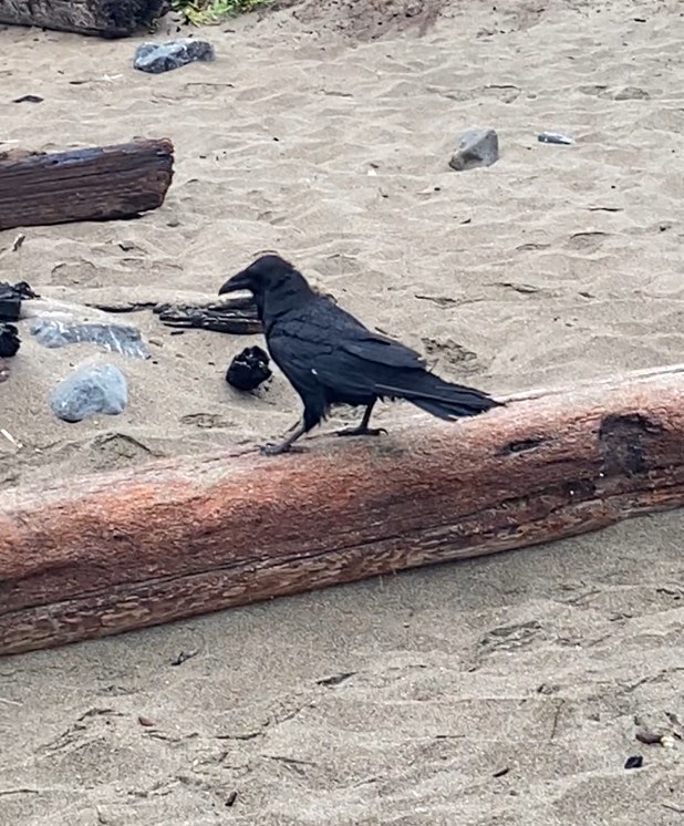 Common Raven - ML638751742