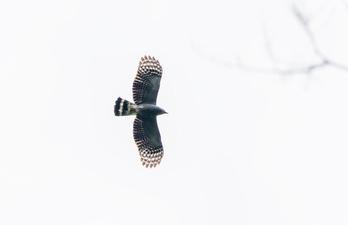 Hook-billed Kite - ML638751743