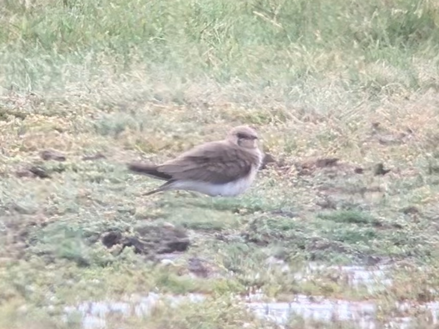 Collared Pratincole - ML638751744