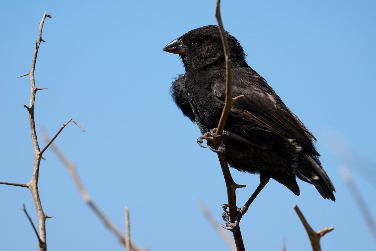 Small Ground-Finch - ML638751753