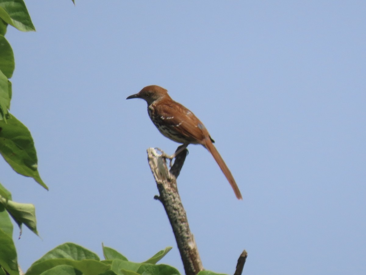 Brown Thrasher - ML638751756