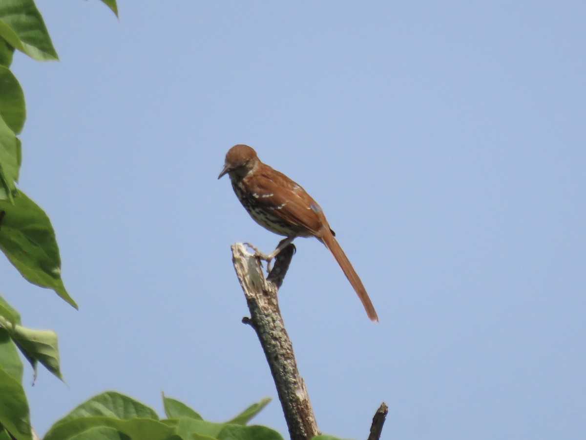 Brown Thrasher - ML638751758