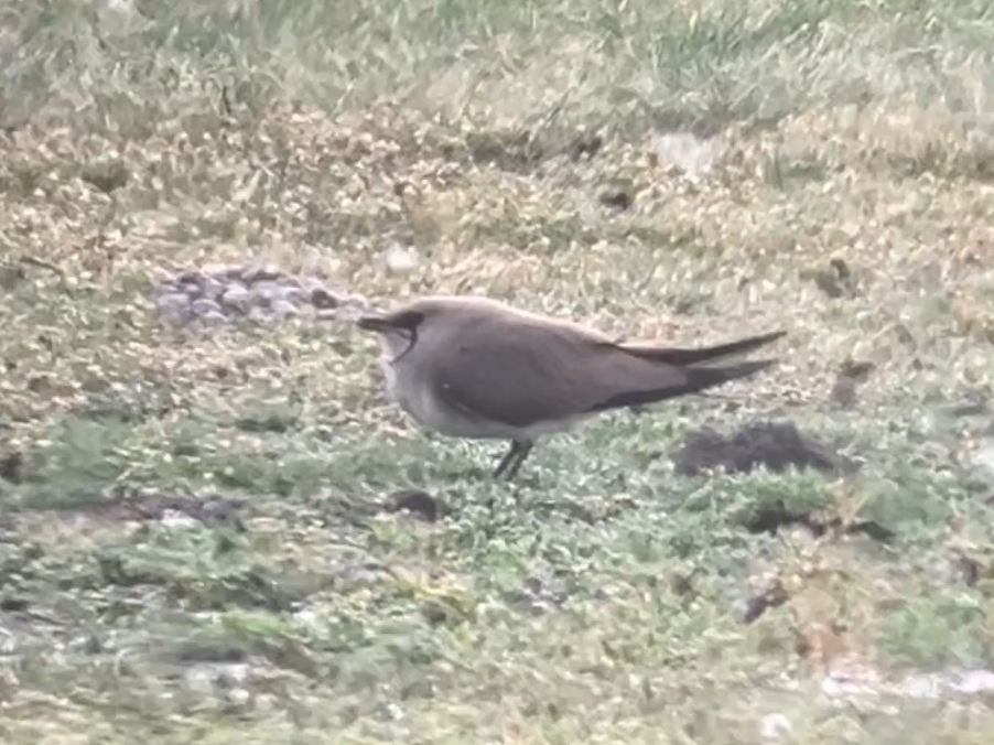 Collared Pratincole - ML638751760