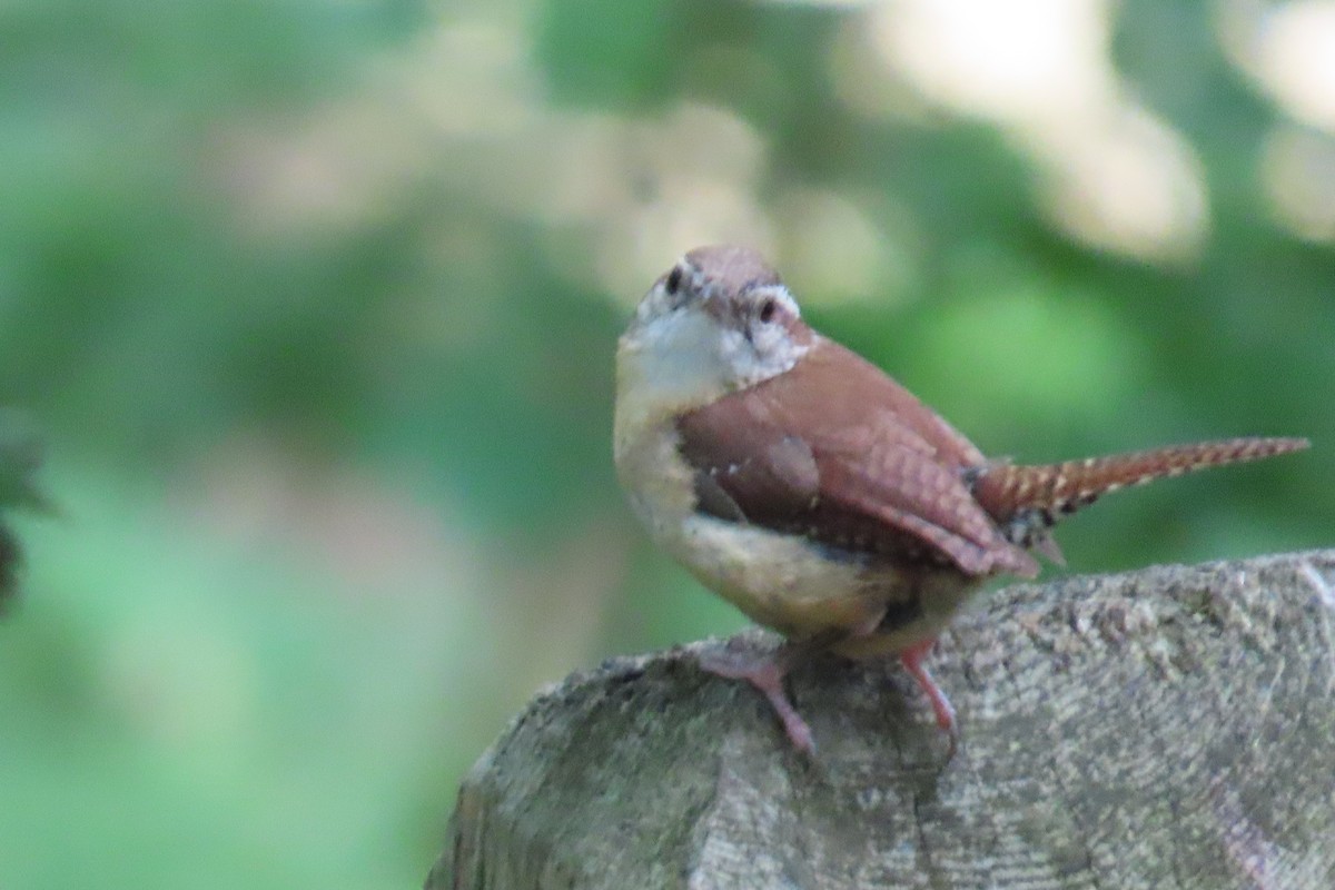 Carolina Wren - ML638751772