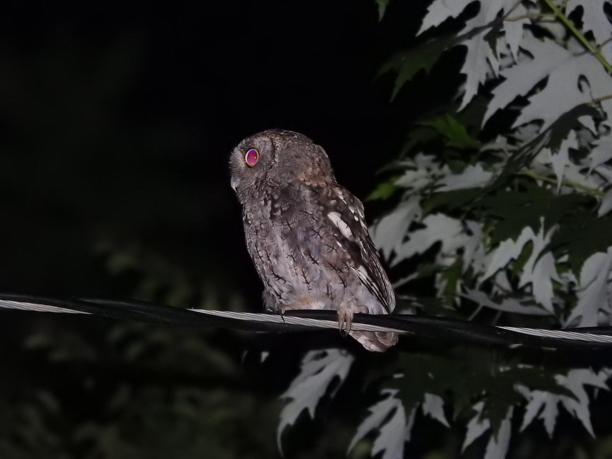 Eastern Screech-Owl - ML638751811