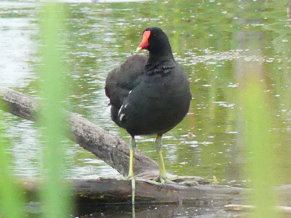 Gallinule d'Amérique - ML638751895