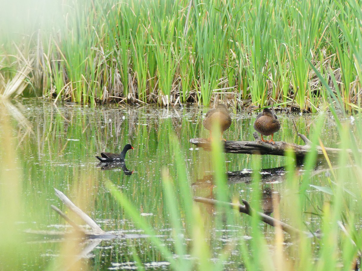 Gallinule d'Amérique - ML638751899