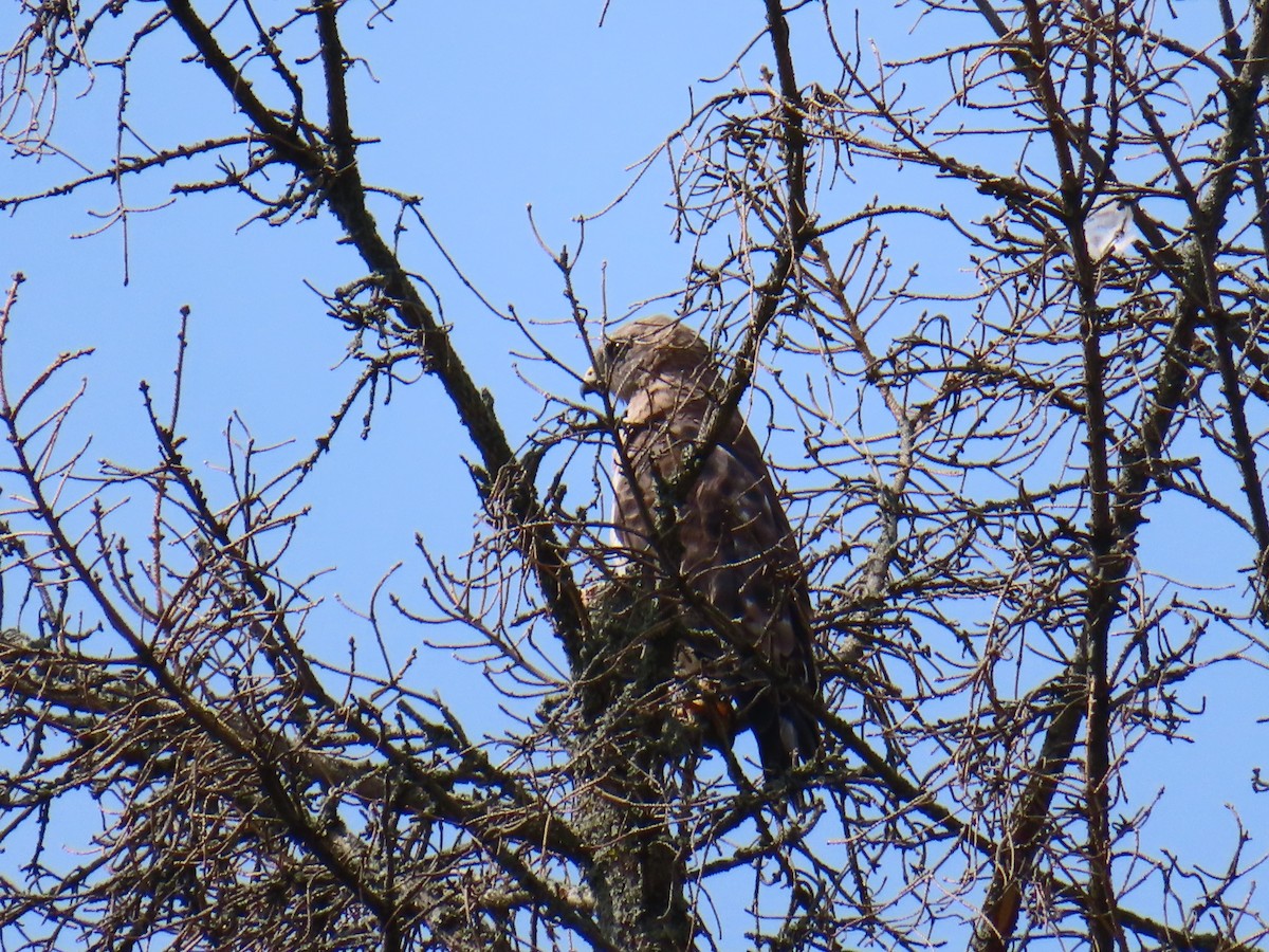 Broad-winged Hawk - ML638751919
