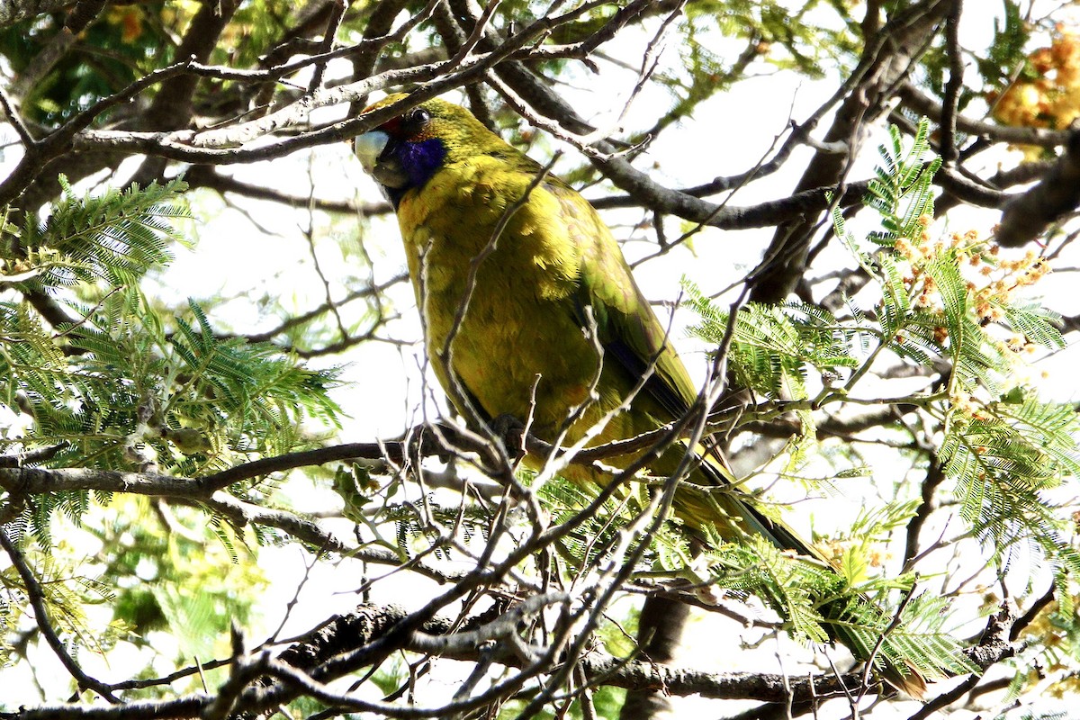 Green Rosella - ML638751977