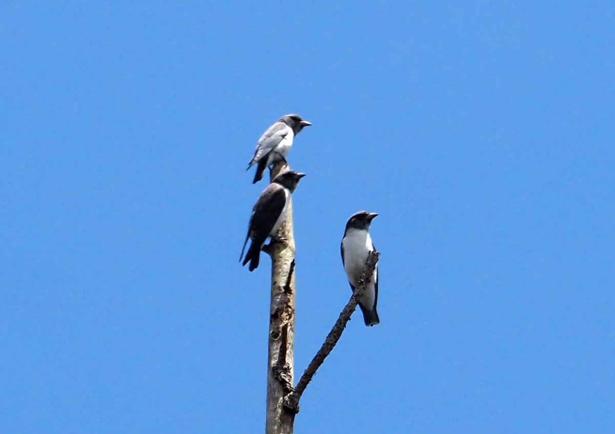 White-breasted Woodswallow - ML638751992