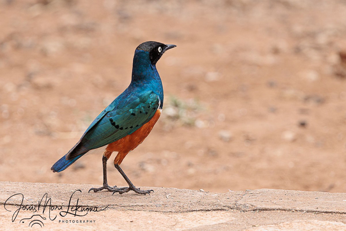 Superb Starling - ML638752004