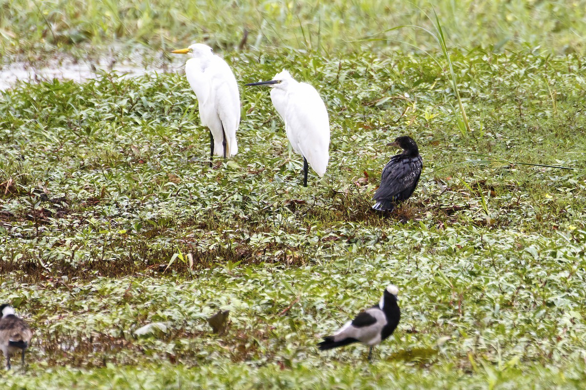 Yellow-billed Egret - ML638752007