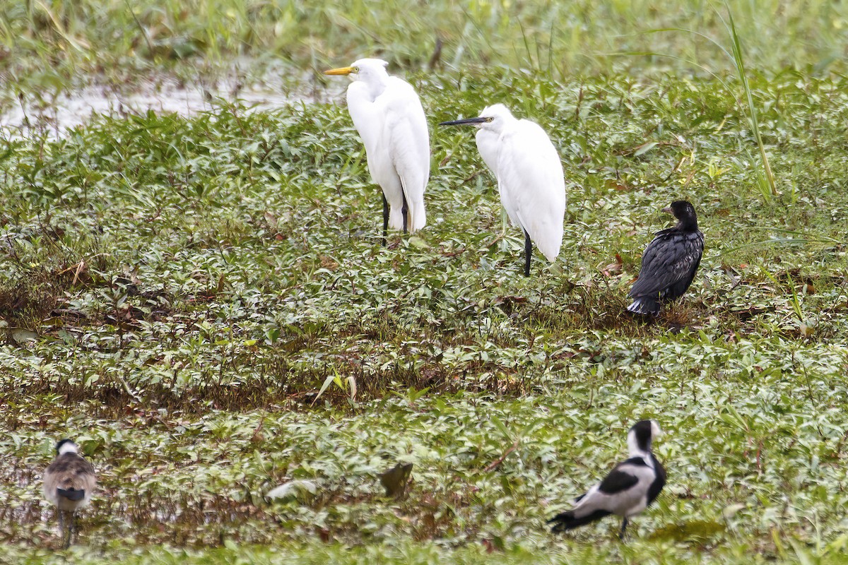 Little Egret - ML638752015