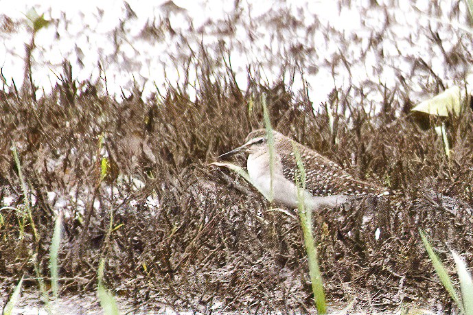 Wood Sandpiper - ML638752037