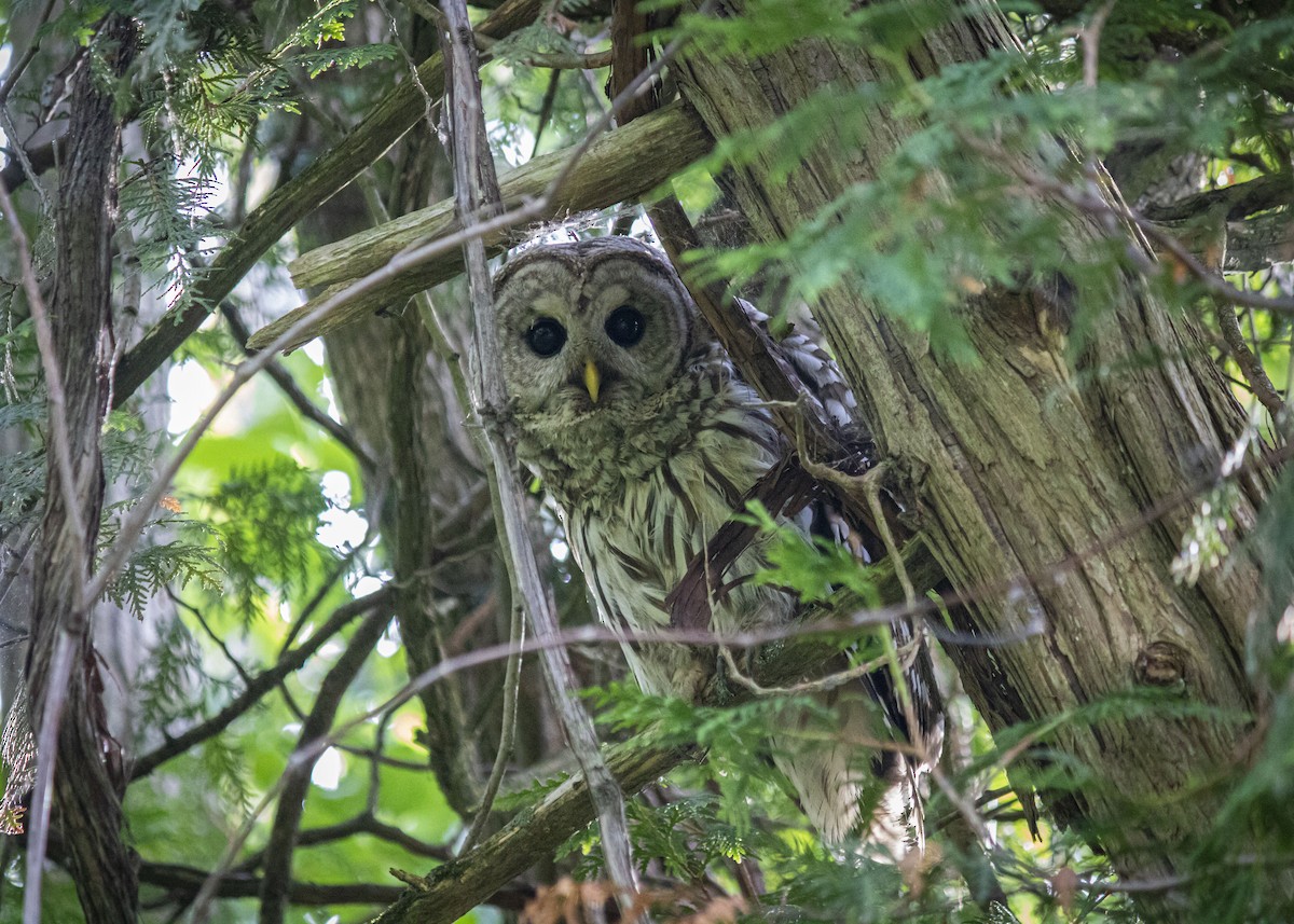 Barred Owl - ML638752038