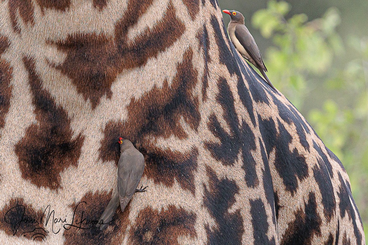 Red-billed Oxpecker - ML638752047