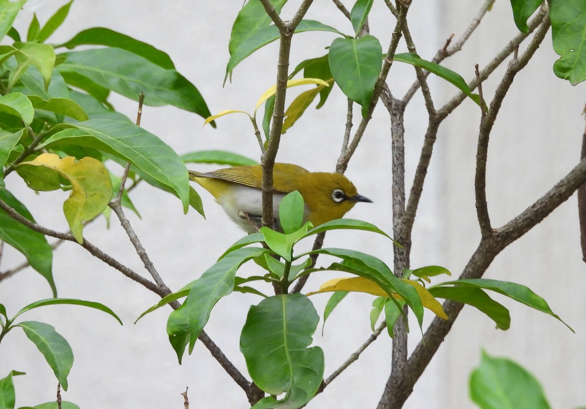 Indian White-eye - ML638752049