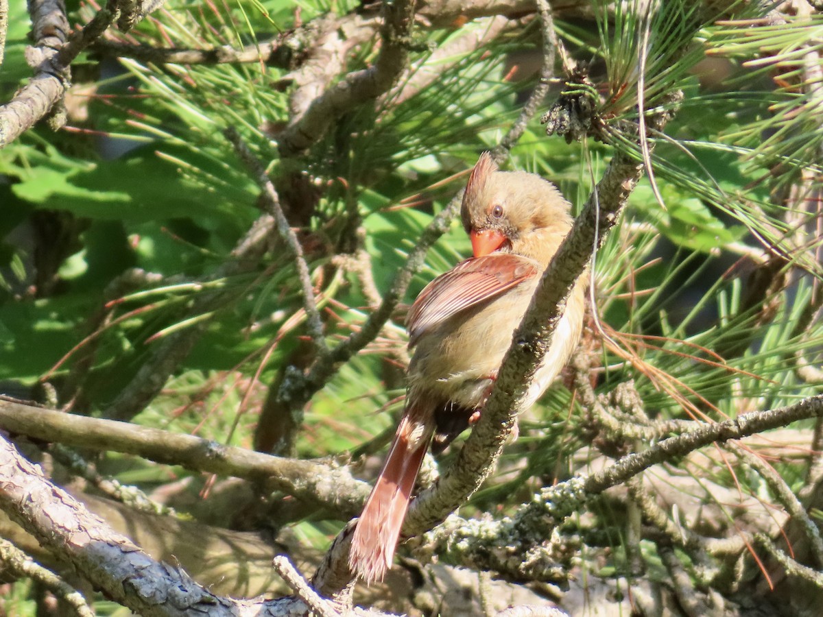 Northern Cardinal - ML638752051