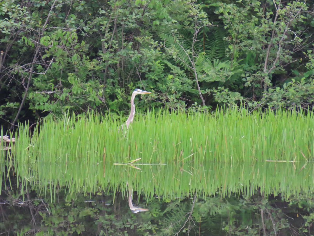 Great Blue Heron - ML638752052