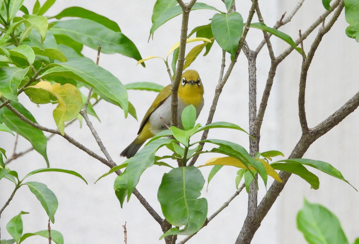 Indian White-eye - ML638752056