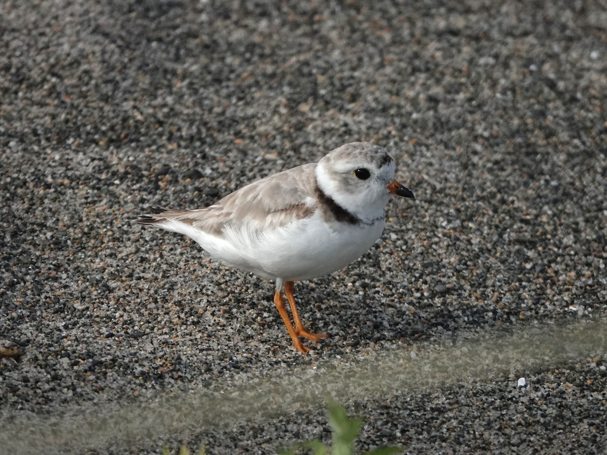 Piping Plover - ML638752059