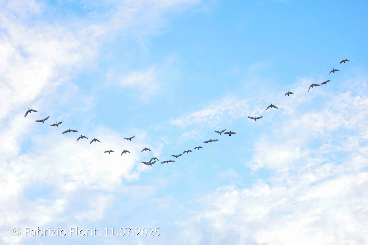 Western Cattle-Egret - ML638752063
