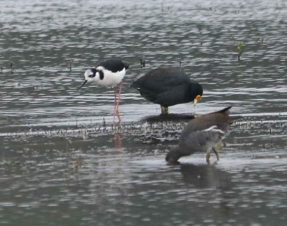 Black-necked Stilt - ML638752065