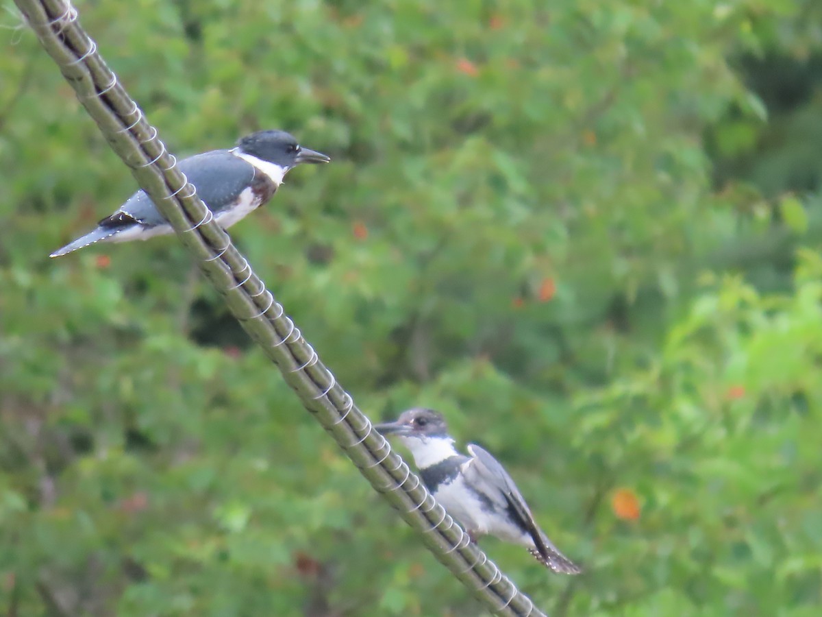 Belted Kingfisher - ML638752066
