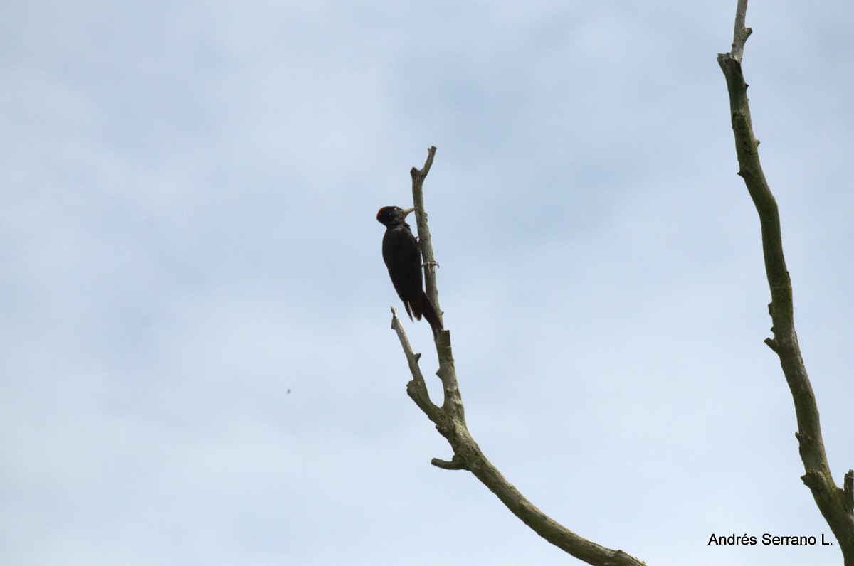 Black Woodpecker - ML638752068