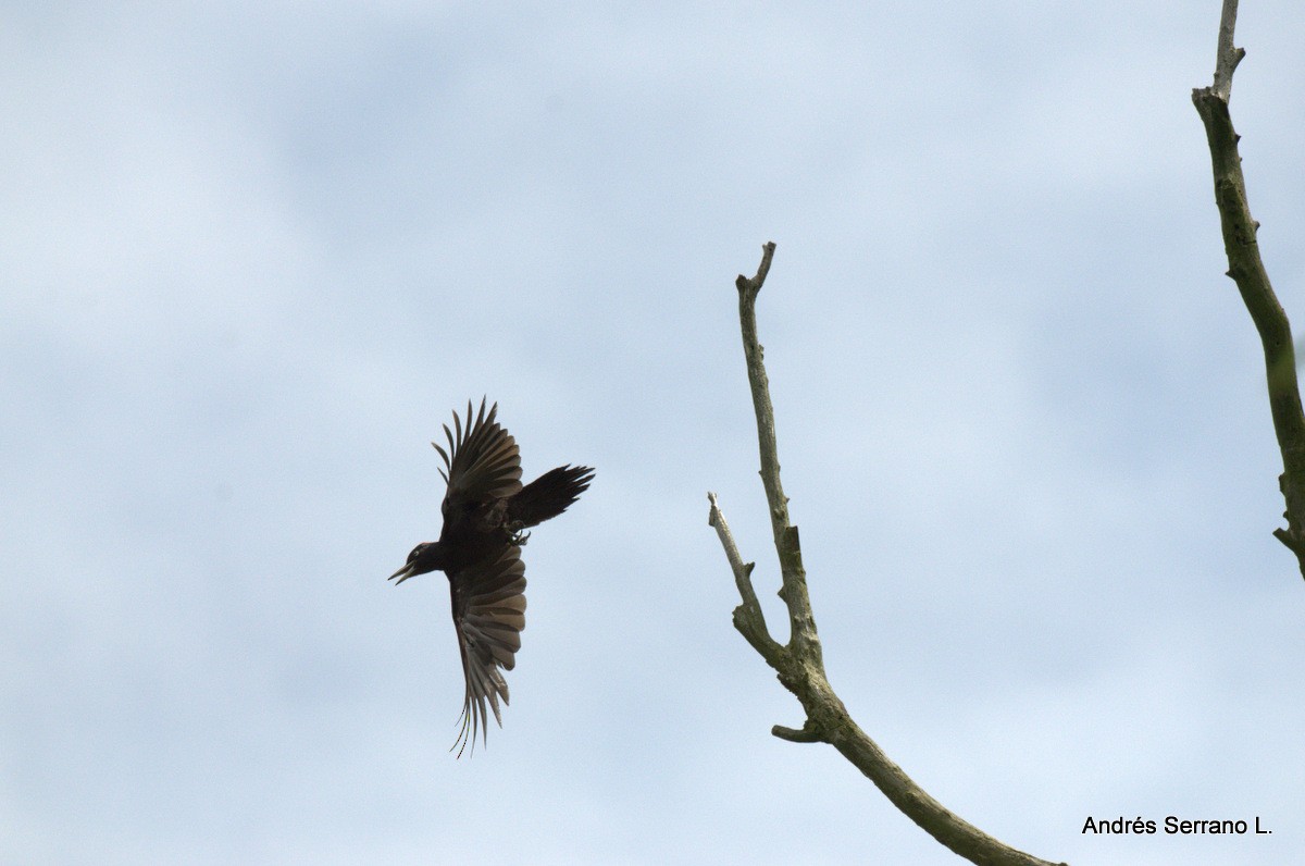 Black Woodpecker - ML638752069