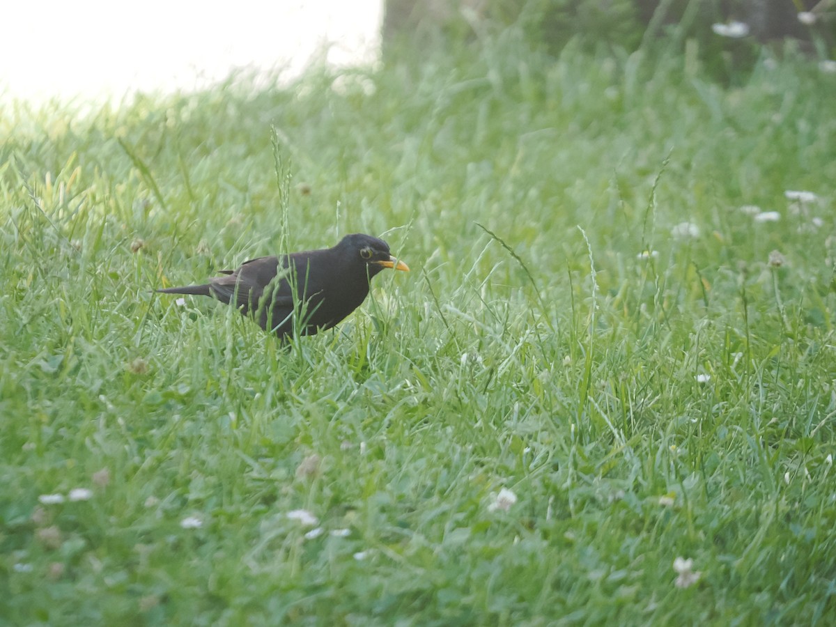 Eurasian Blackbird - ML638752070