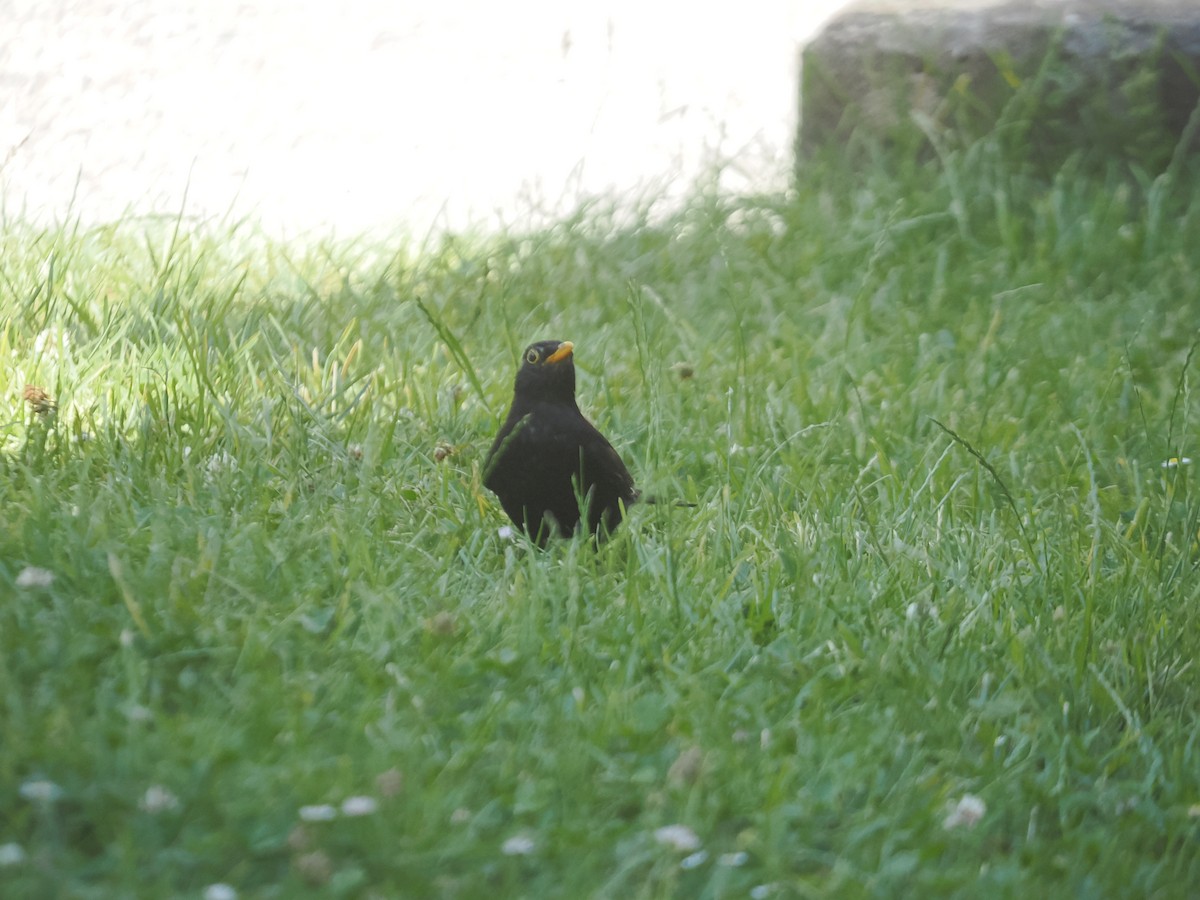 Eurasian Blackbird - ML638752071