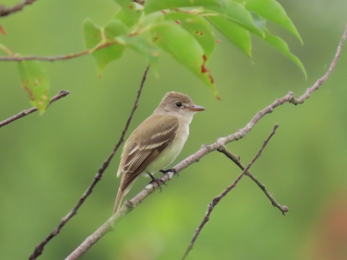 Willow Flycatcher - ML638752078