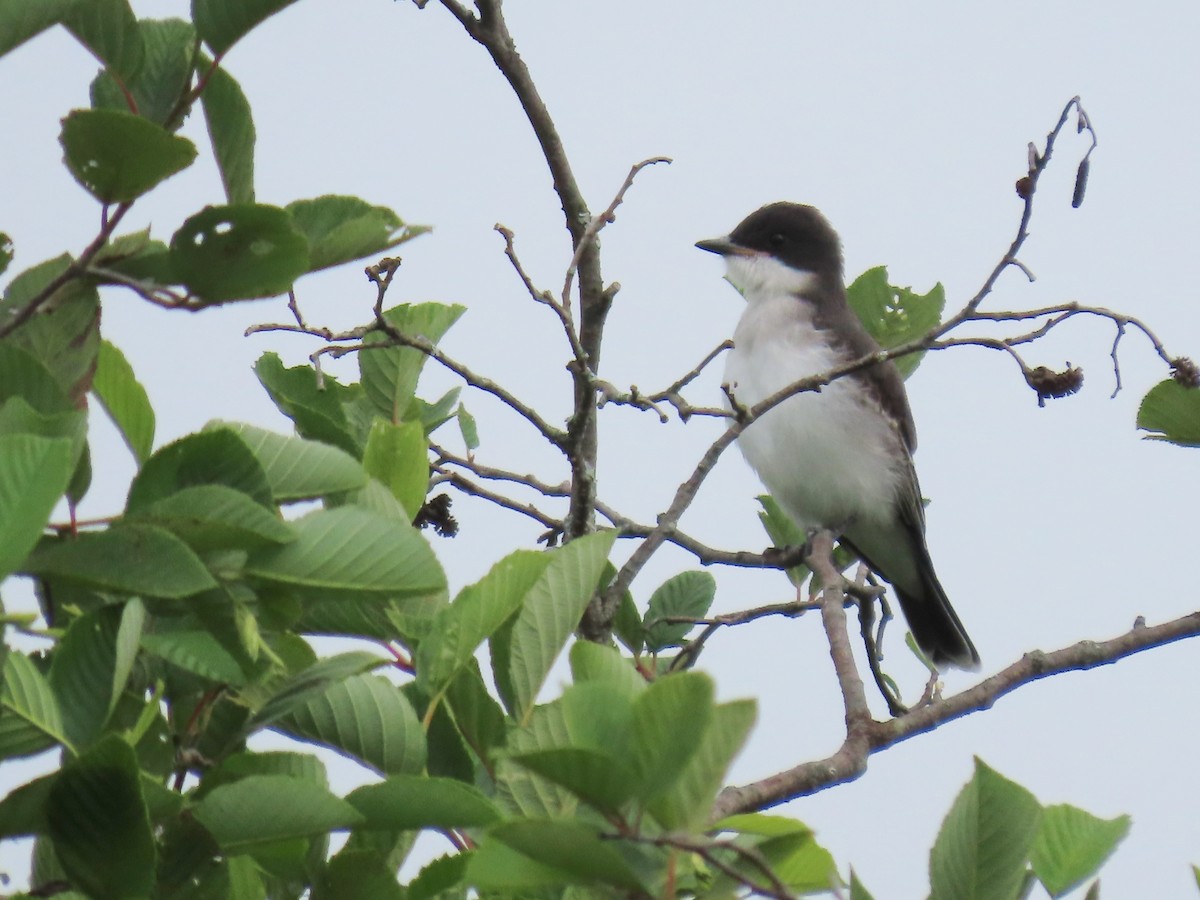 Eastern Kingbird - ML638752082