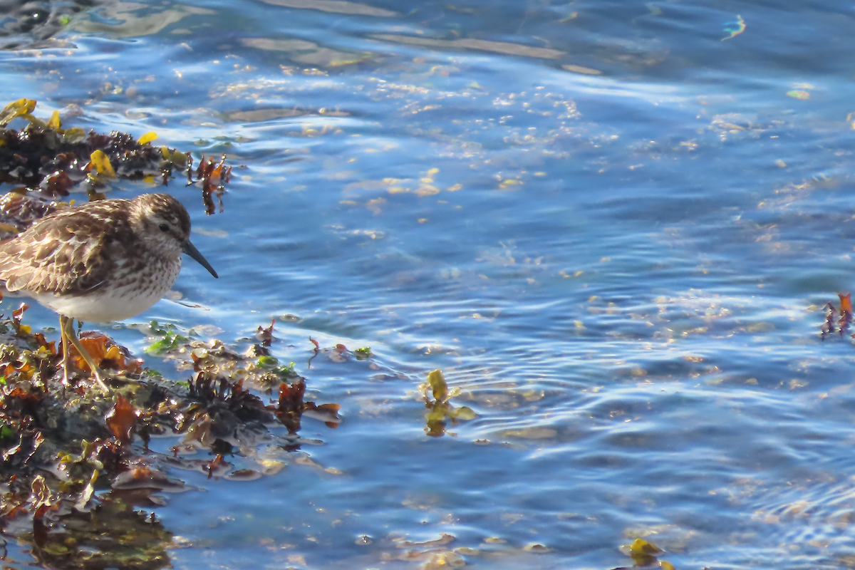 Least Sandpiper - ML638752088