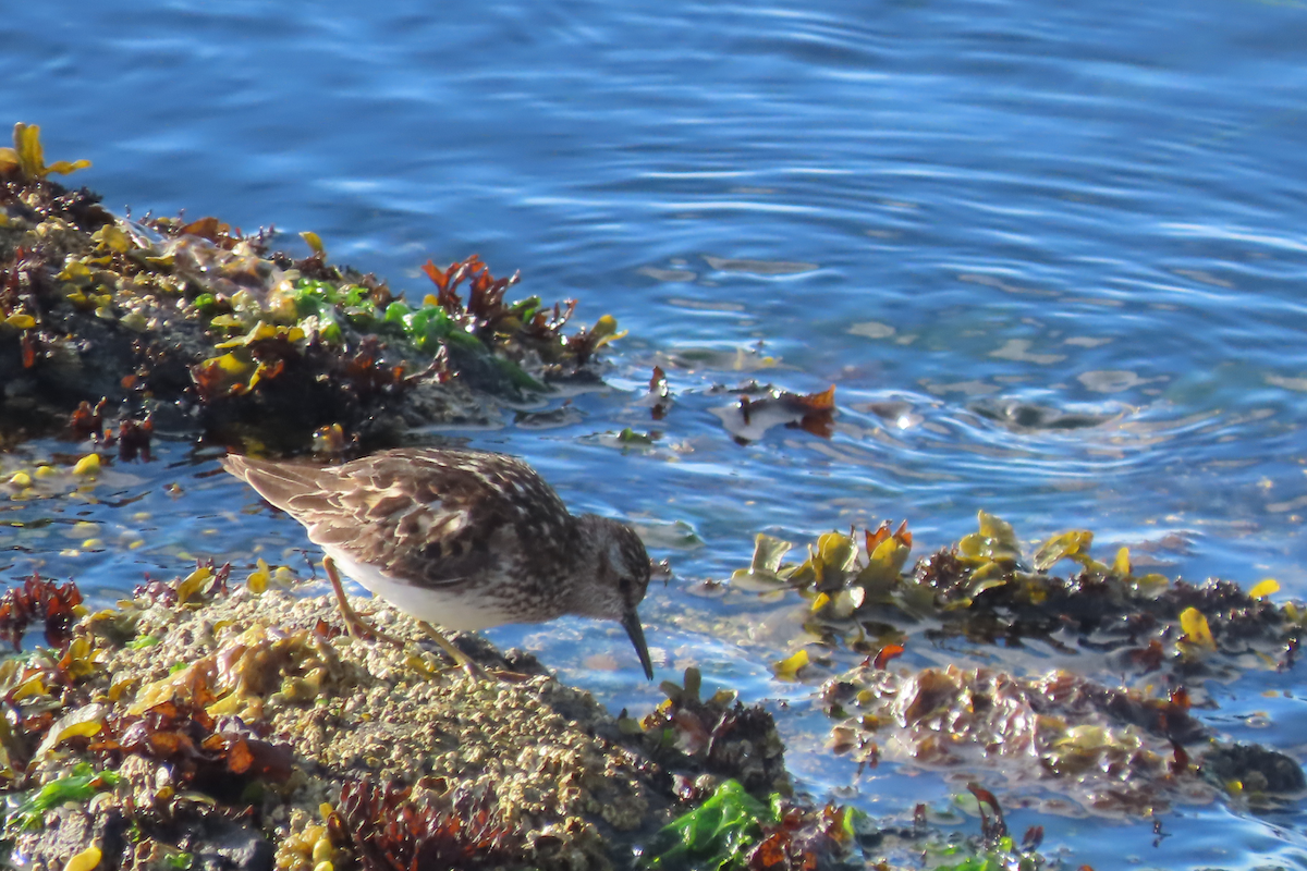 Least Sandpiper - ML638752089