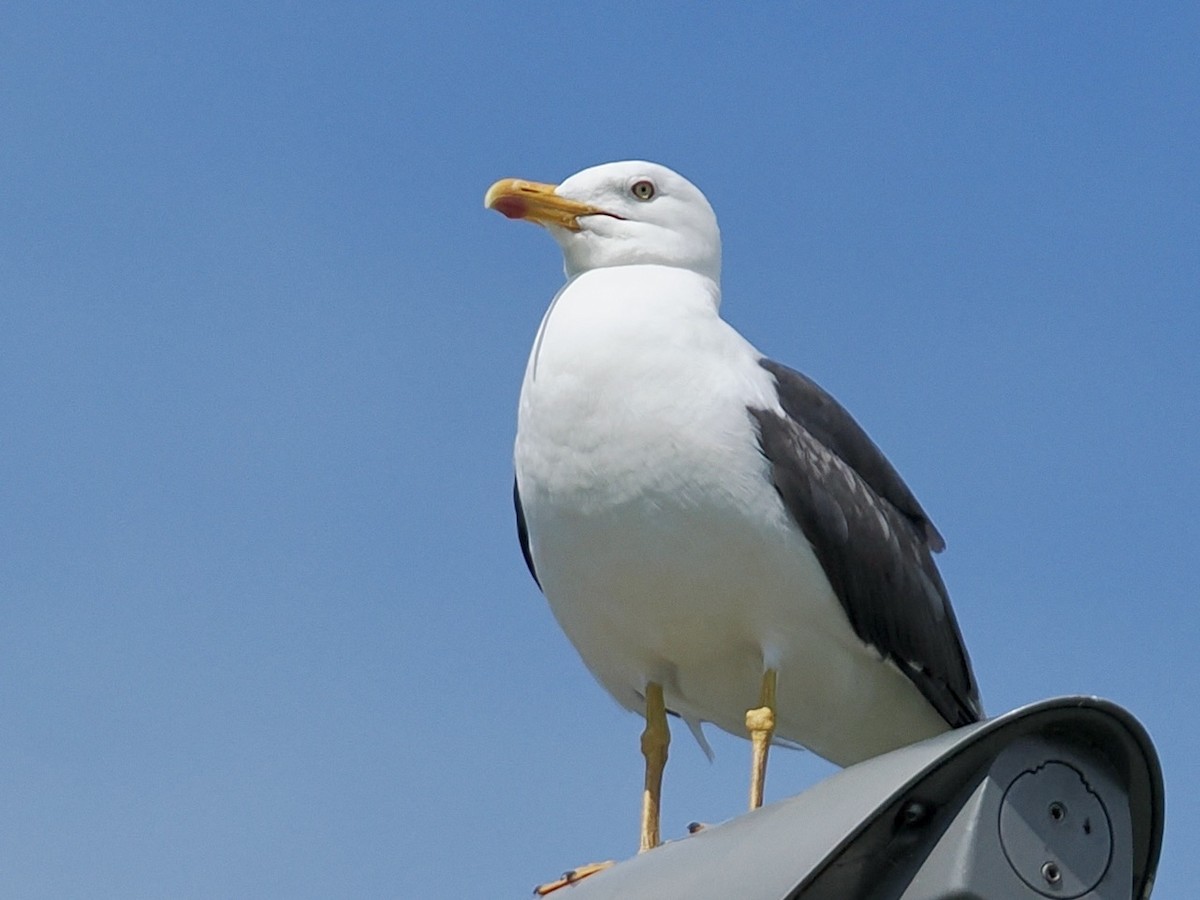 Lesser Black-backed Gull - ML638752097