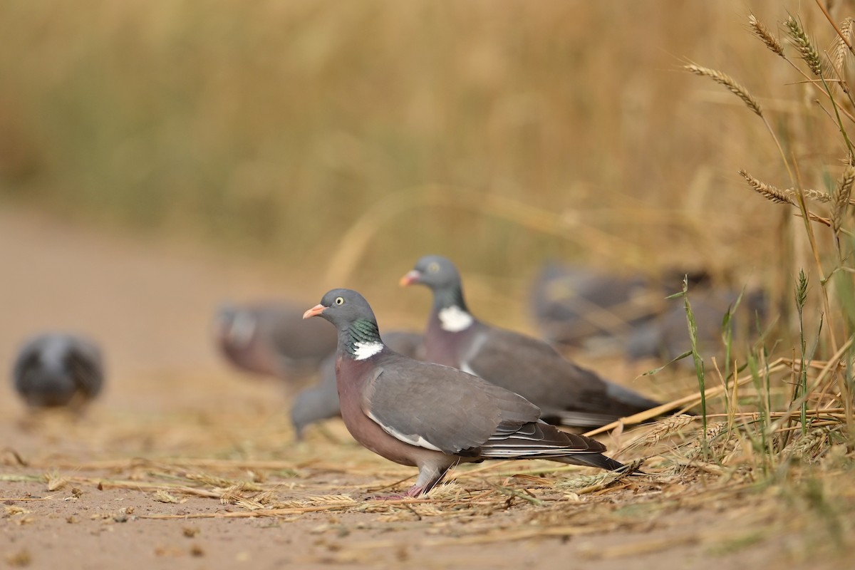 Pigeon ramier - ML638752127