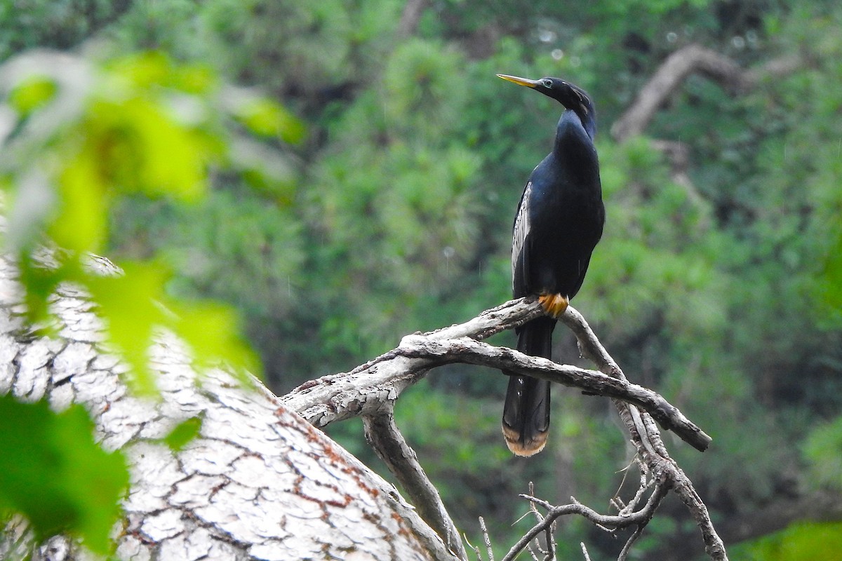 Anhinga - ML638752170
