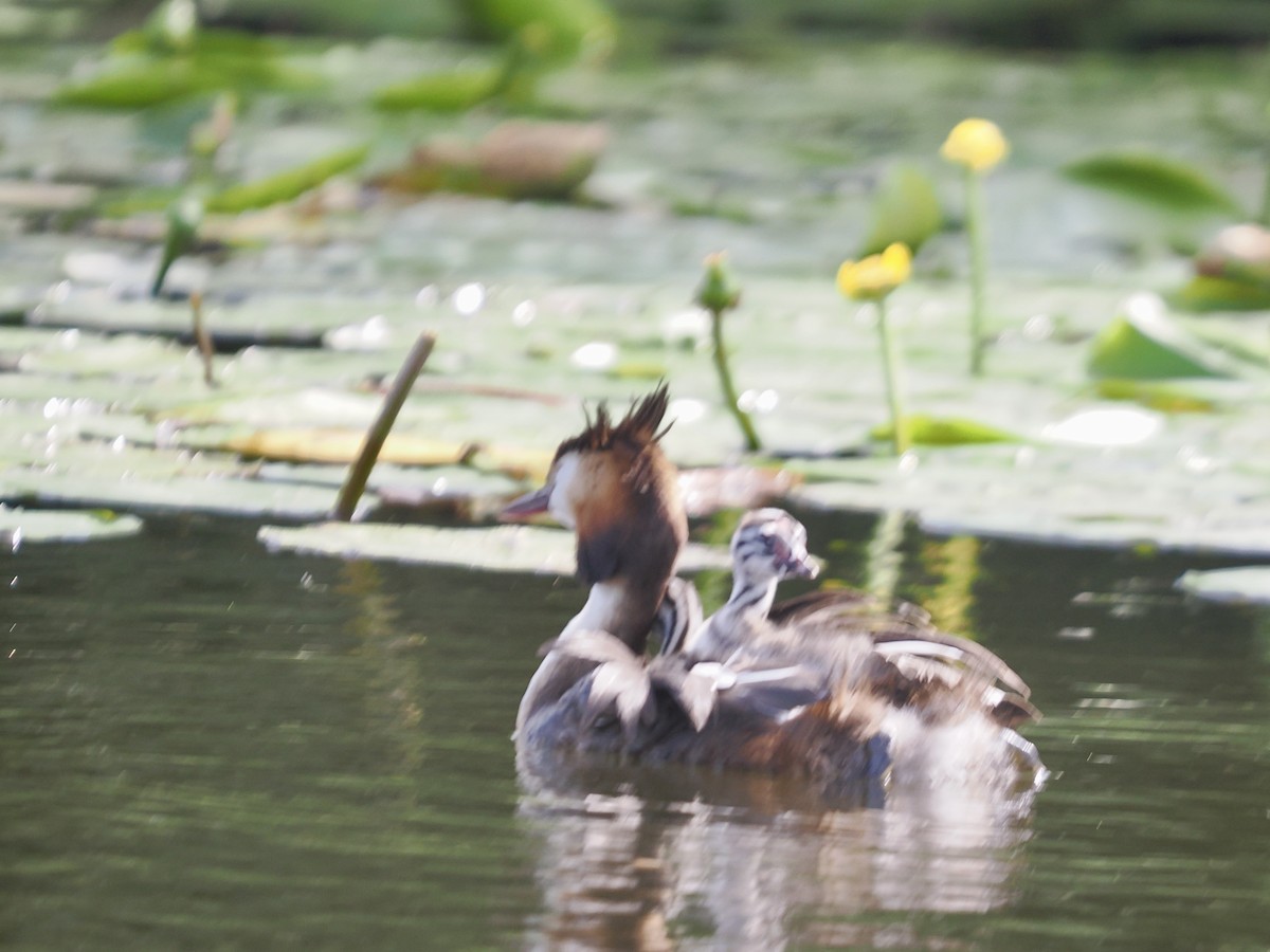 Great Crested Grebe - ML638752176