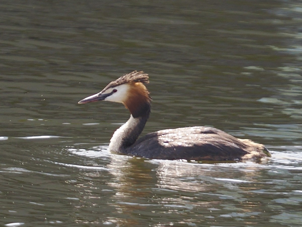 Great Crested Grebe - ML638752199