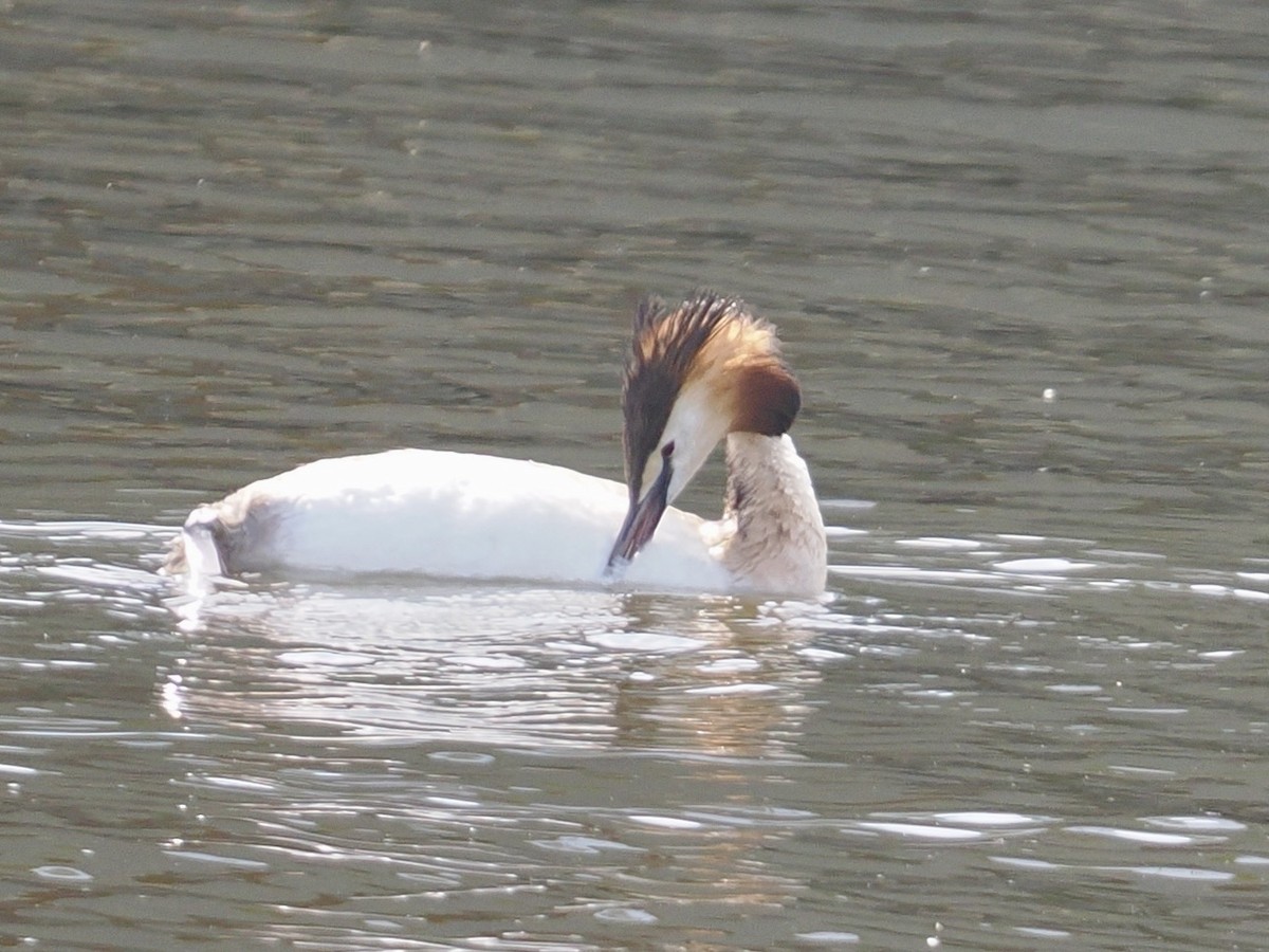 Great Crested Grebe - ML638752200