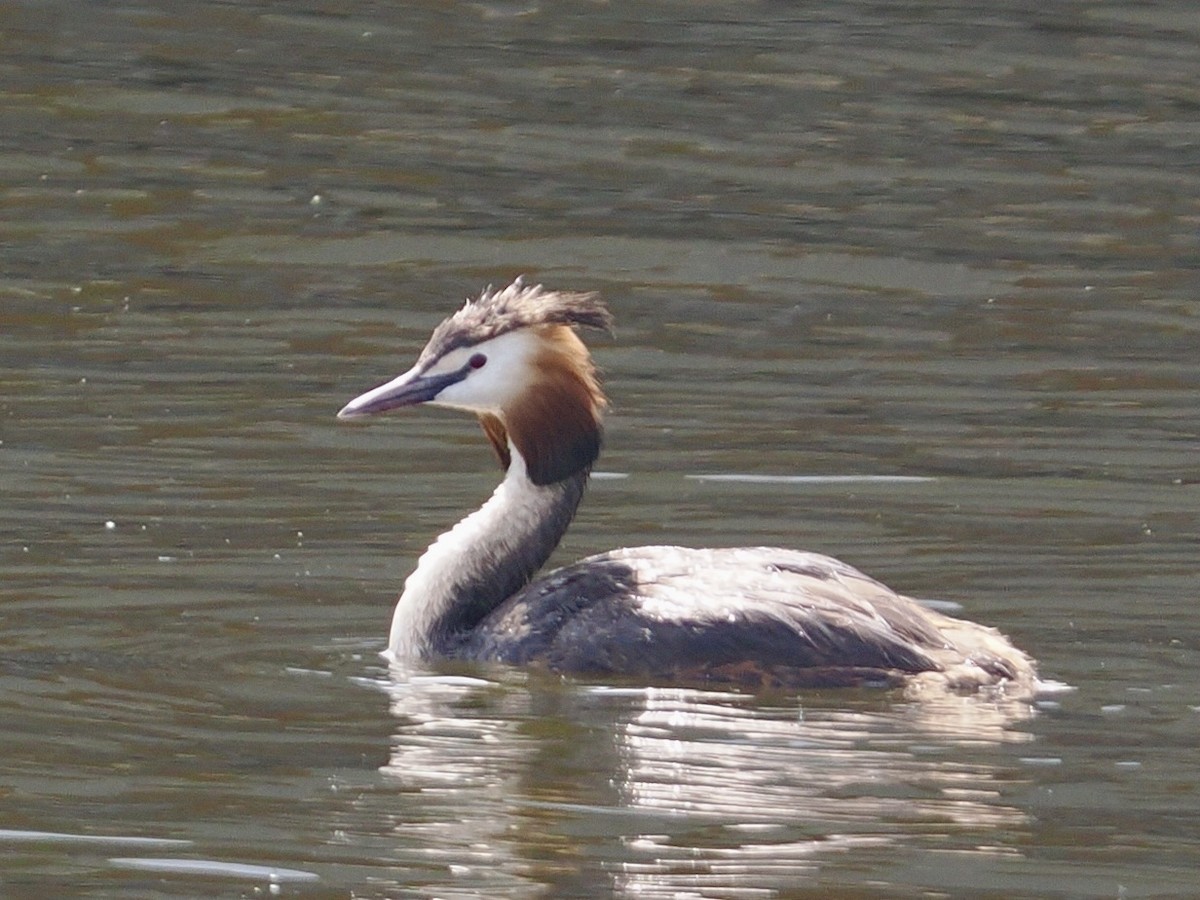 Great Crested Grebe - ML638752201