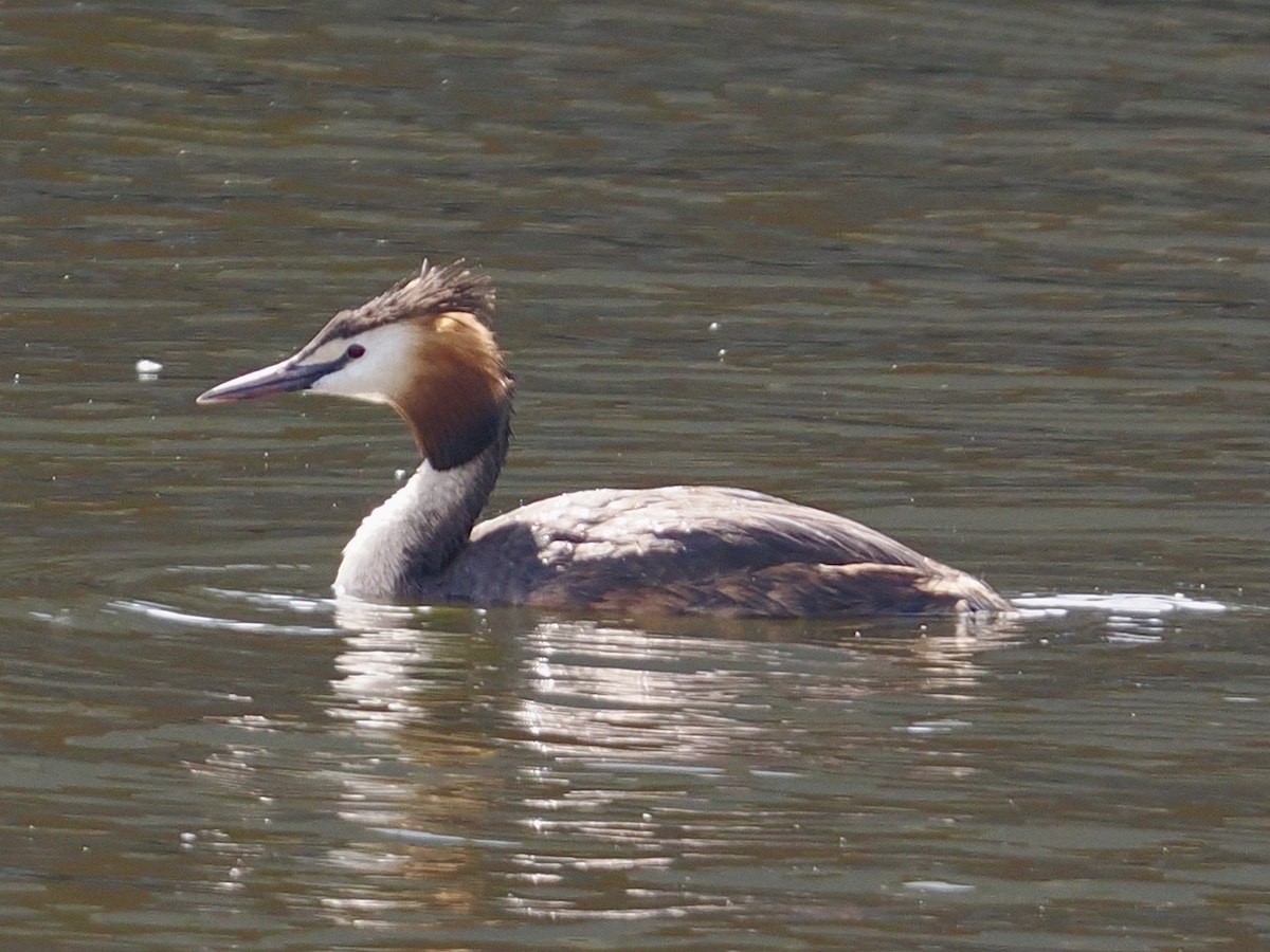 Great Crested Grebe - ML638752202