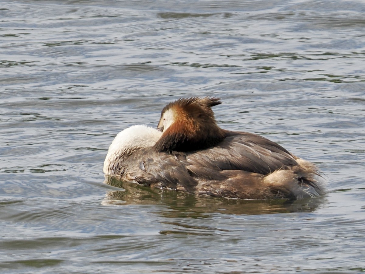 Great Crested Grebe - ML638752203